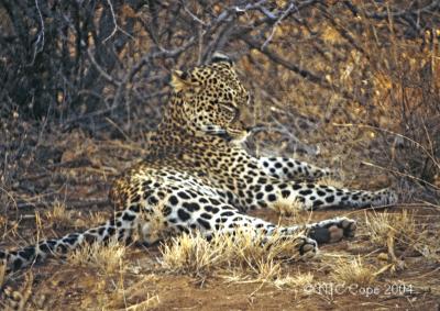 leopard-33.jpg