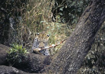 leopard-101.jpg