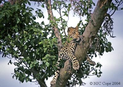 leopard-102.jpg