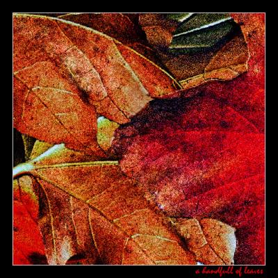 Leaves - Red