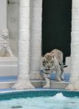 Secret Garden  White Tiger