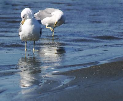 seagulls
