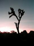 Sunset - Joshua Tree