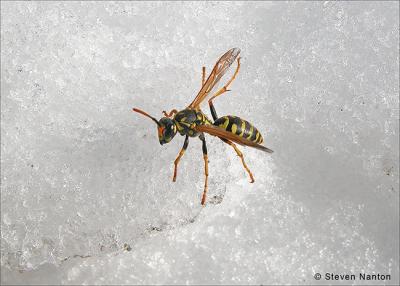 wasp in snow