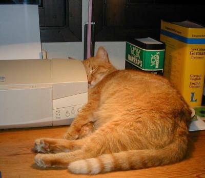  Fluffy asleep desk