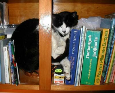 Blackie in bookshelf