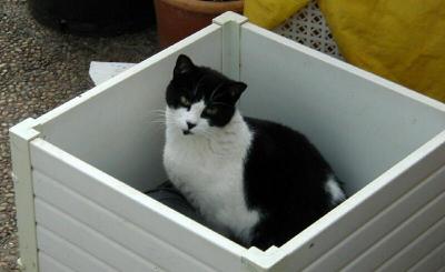 Blackie in Flower Box