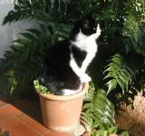 Blackie on Flower Pot