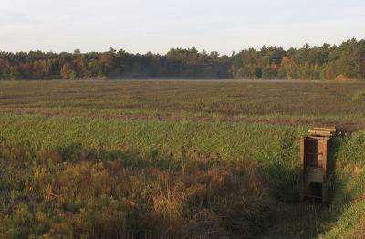 slt_beatonbogs_140.jpg