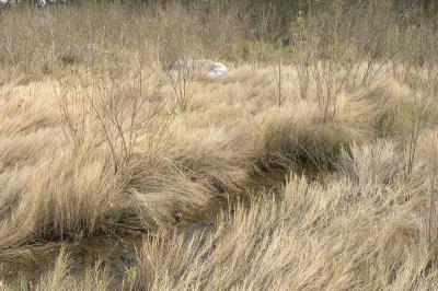 slt_moore-tabor cr_026.jpg