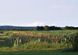 Flower Farm