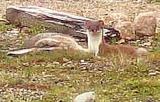 Stoat and rabbit