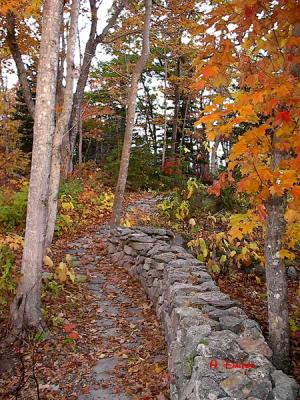 Autumn Walk