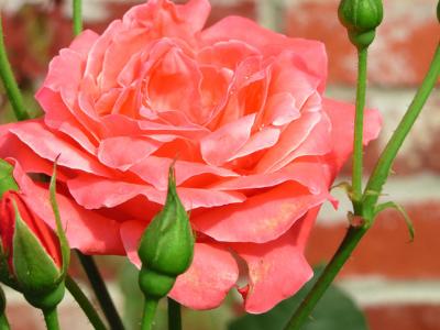 u49/catbounds/medium/35916809.TeaRose.jpg