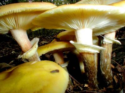 mushrooms-.jpg