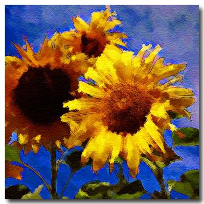 sunflower-field.jpg