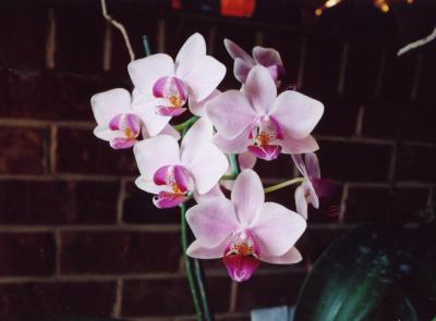 u49/cbranan/medium/40820116.Orchid1.jpg