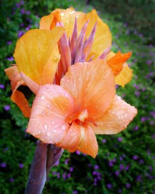 Raindrops on Callalily 