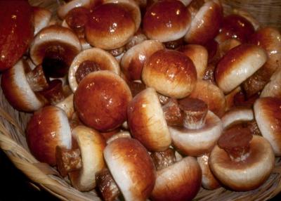 Mexican Mushrooms are Cheaper By The Dozen