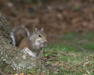 Happy Squirrel