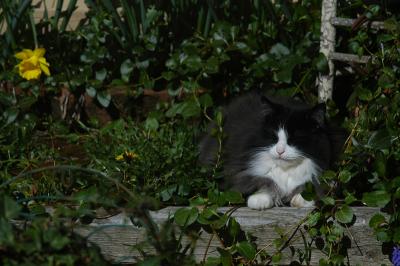 cat in garden 44
