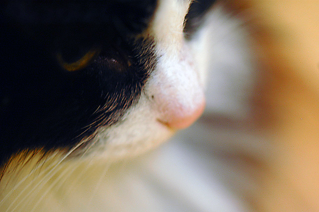 feline 4.jpeg