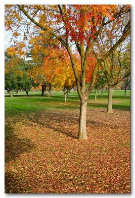 Elk Grove Park 2004