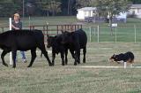 Carol Anne Tholkes and Cat winning the second run on cattle