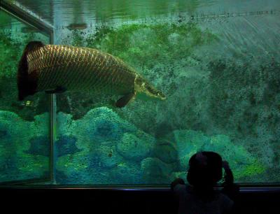 u49/cecilialim/medium/40886856.IMG_0593.AquariumGirl.jpg