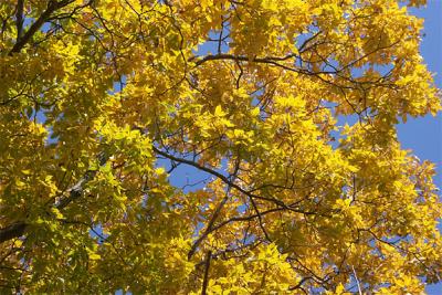 Hickory Against Sky