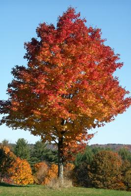 u49/cernynh/medium/35800693.bluejobisolatedmapleM224672lg.jpg