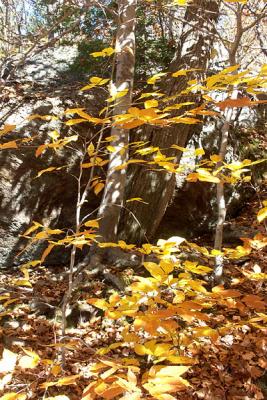 Golden Shadows