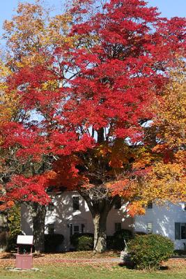 Red Tree at White House, First Crown Point Road