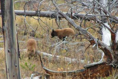 2 cinnamon cubs near Elk Creek