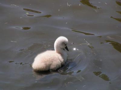 Cygnet