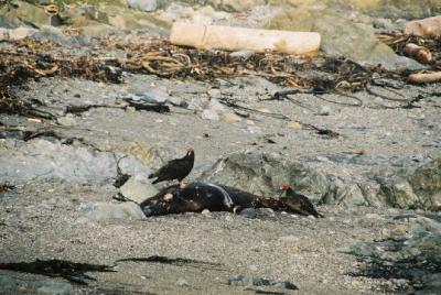 Turkey Vultures feasting on seal