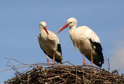 Stork flirting