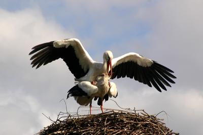 Storks mating