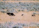 Sow griz with 3 cubs