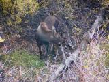 Moose calf - Grand Teton N.P.