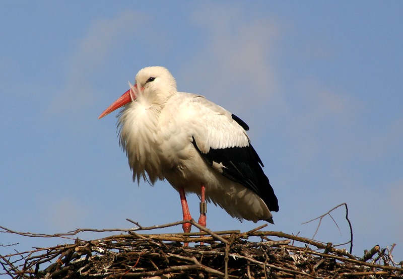 White Stork