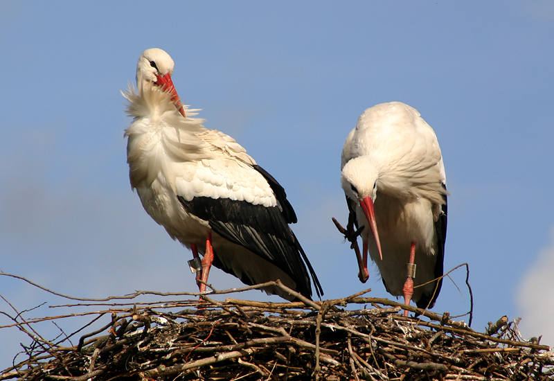 White Storks