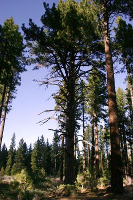 Jeffrey Pine