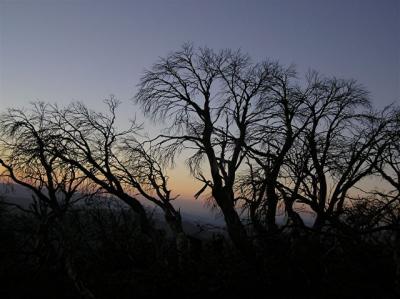 Snow Gum Sunset Mount Feathertop