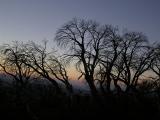 Snow Gum Sunset Mount Feathertop