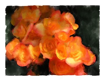 Reiger Begonias.jpg