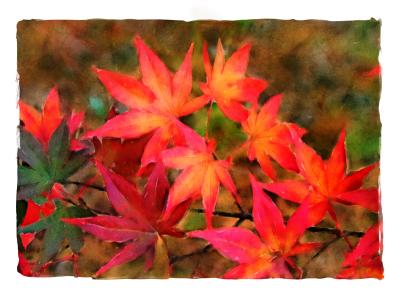 Fall-Color-3.jpg