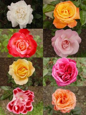 Botanical Rose Garden