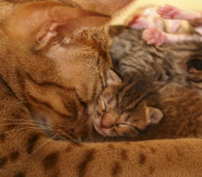 Mor & dotter