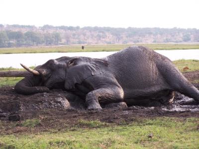 AFRICA 2004